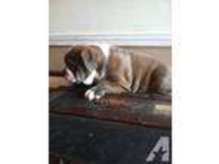 Bulldog Puppy for sale in PITTSBORO, NC, USA