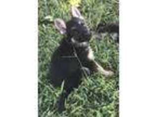 German Shepherd Dog Puppy for sale in Murfreesboro, TN, USA