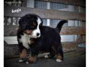 Bernese Mountain Dog Puppy for sale in Stover, MO, USA