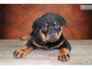 Rottweiler Puppy for sale in Saint George, UT, USA