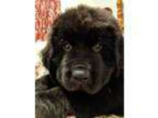 Newfoundland Puppy for sale in Jacksonville, FL, USA