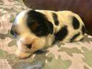 Cavalier King Charles Spaniel Puppy for sale in Altus, OK, USA