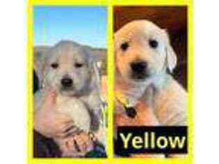 Golden Retriever Puppy for sale in Lucas, OH, USA