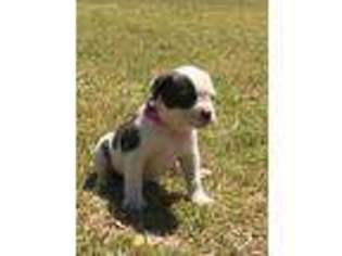 American Bulldog Puppy for sale in Pamplico, SC, USA