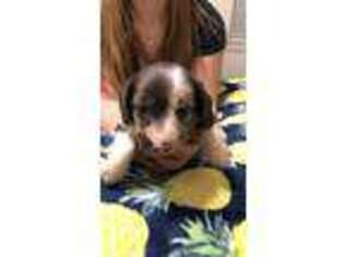 Dachshund Puppy for sale in Glade Park, CO, USA