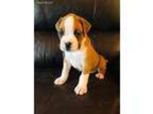 Boxer Puppy for sale in Saint Amant, LA, USA