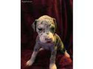 Great Dane Puppy for sale in Middletown, CT, USA