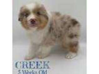 Australian Shepherd Puppy for sale in Greeneville, TN, USA