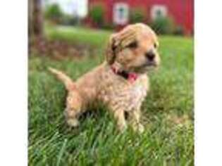 Cavapoo Puppy for sale in Sandpoint, ID, USA