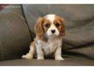 Cavalier King Charles Spaniel Puppy for sale in Kite, GA, USA