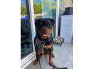 Rottweiler Puppy for sale in Moorpark, CA, USA