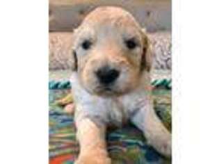 Goldendoodle Puppy for sale in Fort Collins, CO, USA