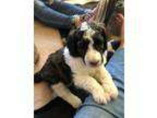 Mutt Puppy for sale in Haymarket, VA, USA