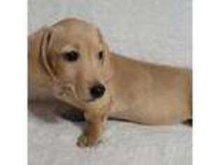 Dachshund Puppy for sale in Ocala, FL, USA
