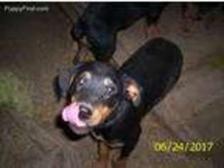 Rottweiler Puppy for sale in Corning, CA, USA