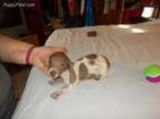 Dachshund Puppy for sale in Louisville, IL, USA