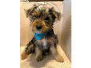 Yorkshire Terrier Puppy for sale in Fairland, IN, USA