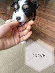 Border Collie Puppy for sale in Culpeper, VA, USA