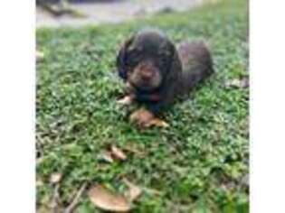 Dachshund Puppy for sale in Daytona Beach, FL, USA