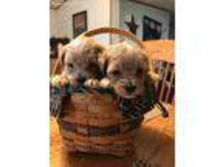 Poovanese Puppy for sale in Salt Lick, KY, USA