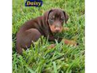 Doberman Pinscher Puppy for sale in Clearwater, FL, USA
