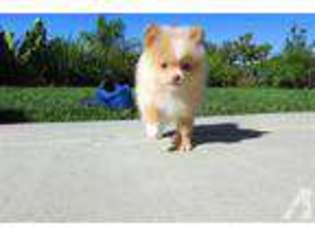 Pomeranian Puppy for sale in San Diego, CA, USA