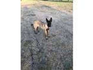 Belgian Malinois Puppy for sale in Cypress, TX, USA