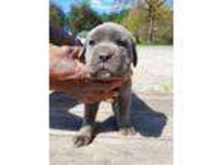 Cane Corso Puppy for sale in Ruther Glen, VA, USA