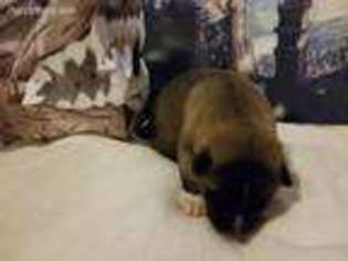 Akita Puppy for sale in Chantilly, VA, USA