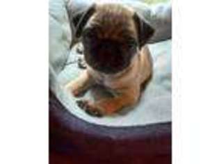 Pug Puppy for sale in Hedgesville, WV, USA