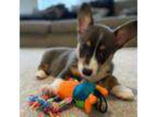 Pembroke Welsh Corgi Puppy for sale in Plano, TX, USA