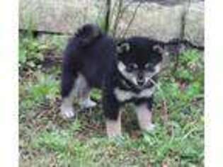 Shiba Inu Puppy for sale in Navarre, FL, USA