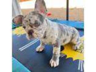 French Bulldog Puppy for sale in Apple Valley, CA, USA