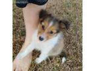 Shetland Sheepdog Puppy for sale in Columbia, SC, USA