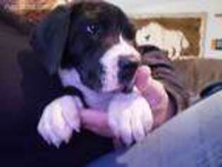 Great Dane Puppy for sale in Truckee, CA, USA