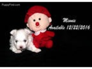 Maltese Puppy for sale in Cape Coral, FL, USA