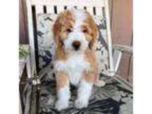 Mutt Puppy for sale in Orange Cove, CA, USA