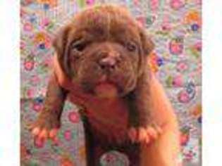 Olde English Bulldogge Puppy for sale in PAYETTE, ID, USA