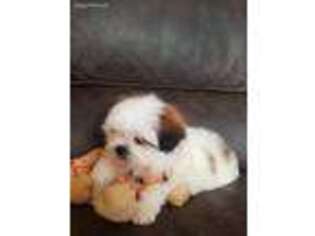 Mal-Shi Puppy for sale in Stanwood, WA, USA
