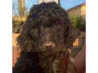 Labradoodle Puppy for sale in Yucaipa, CA, USA