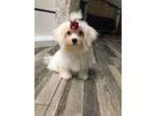 Maltese Puppy for sale in Temple Hills, MD, USA