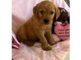 Golden Retriever Puppy for sale in Ault, CO, USA