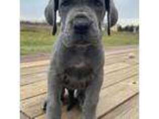 Great Dane Puppy for sale in Lake Odessa, MI, USA