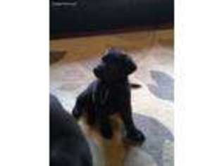 German Shepherd Dog Puppy for sale in Stephens City, VA, USA