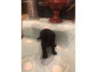 Labradoodle Puppy for sale in Washington, LA, USA