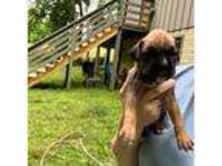 Boxer Puppy for sale in Amissville, VA, USA