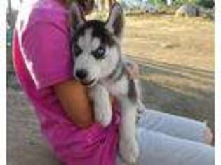 Siberian Husky Puppy for sale in Homeland, CA, USA