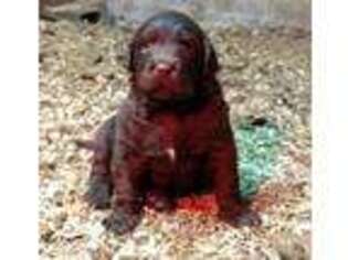 Labradoodle Puppy for sale in Shelby, NC, USA
