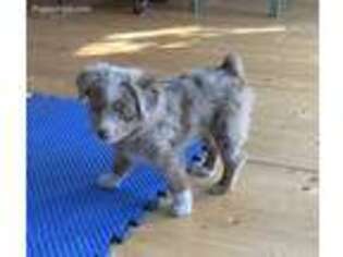 Miniature Australian Shepherd Puppy for sale in Santa Fe, NM, USA