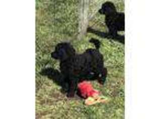 Mutt Puppy for sale in Tenmile, OR, USA